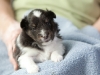 Kate, female - 3 weeks old. Cadie's litter