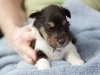 Pippa, female - 3 weeks old. Cadie's litter