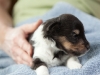 Pippa, female - 3 weeks old. Cadie's litter