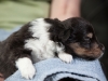 Pippa, female - 3 weeks old. Cadie's litter