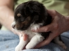 Will, male, 3 weeks old. Cadie's litter.