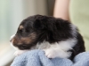 Will, male, 3 weeks old. Cadie's litter.
