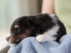 Will, male, 3 weeks old. Cadie's litter.