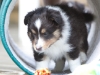 Saxon, male - 5 weeks. Flair's litter.
