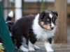 Saxon, male - 5 weeks. Flair's litter.