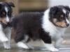 Saxon, male - 5 weeks. Flair's litter.