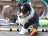 Saxon, male - 5 weeks. Flair's litter.
