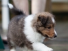 Comet, male - 5 weeks. Flair's litter.
