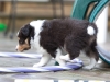Saxon, male - 5 weeks. Flair's litter.
