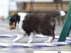 Saxon, male - 5 weeks. Flair's litter.