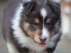Saxon, male - 5 weeks. Flair's litter.