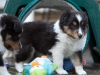 Salute, male - 5 weeks. Flair's litter.