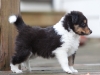 Salute, male - 5 weeks. Flair's litter.