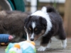 Salute, male - 5 weeks. Flair's litter.