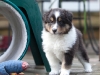 Salute, male - 5 weeks. Flair's litter.