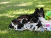 Drumlin_puppy-4457