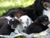 Drumlin_puppy-4459