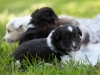 Drumlin_puppy-4472