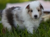 Drumlin_puppy-4485