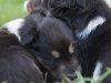 Drumlin_puppy-4498