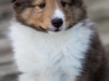 Saxon, male, 6 weeks