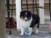 Saxon, male, 6 weeks