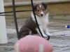 Saxon, male, 6 weeks