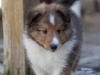 Saxon, male, 6 weeks