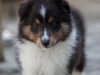 Saxon, male, 6 weeks