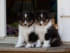 Saxon, male, 6 weeks