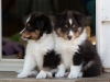 Saxon, male, 6 weeks