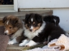 Saxon, male, 6 weeks