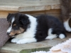Saxon, male, 6 weeks