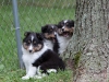 20110821-Drumlin_puppy-221