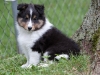 20110821-Drumlin_puppy-234