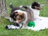 20110821-Drumlin_puppy-237
