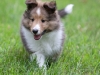 20110821-Drumlin_puppy-239