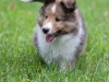20110821-Drumlin_puppy-240