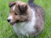 20110821-Drumlin_puppy-243