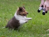 20110821-Drumlin_puppy-248