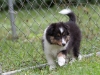 20110821-Drumlin_puppy-267