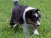 20110821-Drumlin_puppy-279