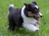 20110821-Drumlin_puppy-280