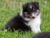 20110821-Drumlin_puppy-282