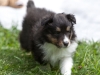 20110821-Drumlin_puppy-30