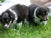 20110821-Drumlin_puppy-7