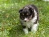 20110821-Drumlin_puppy-9