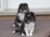 Drumlin_puppy-101