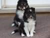 Drumlin_puppy-103