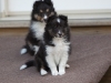 Drumlin_puppy-104